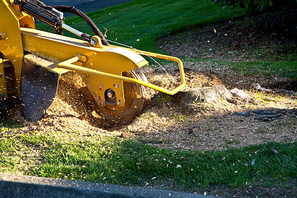 Best Tree Mulching  in Britton, SD