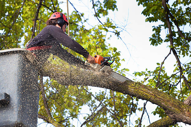 Best Tree Trimming and Pruning  in Britton, SD